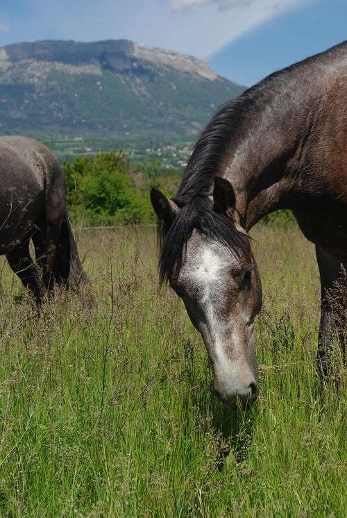 elevage-petit-chariot
