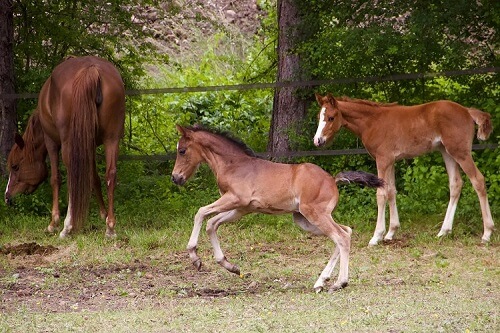 Poneys Français de selle, à La Saulce au Petit Chariot